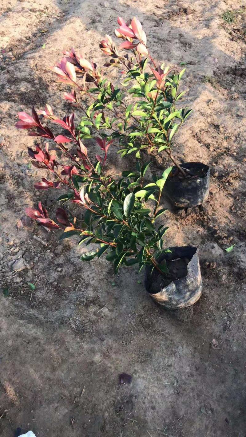 红叶石楠杯苗江苏沭阳基地直供无中间商有需要的联系我