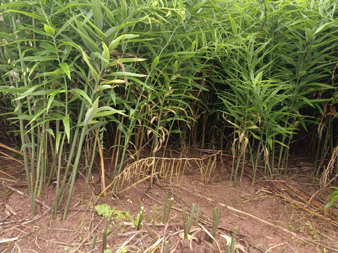 航拍视角:河南焦作温县怀药种植基地,左侧为黄精仿野生林下种植区(遮阴网覆盖、土壤覆枯叶),右侧为熟地黄规范化大田(垄作整齐、滴灌系统可见);画面中央穿白大褂的中医师正指导农户采挖,手持便携式糖度仪检测鲜品多糖含量 中医师指导农户采收黄精与熟地黄种植基地实景