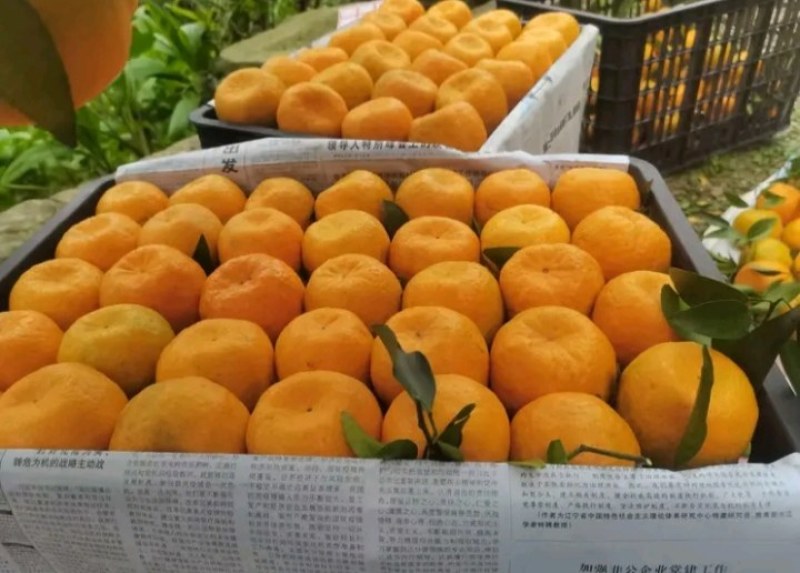 【芦柑】枝江芦柑优质碰柑大量上市个大皮薄肉厚欢迎咨询