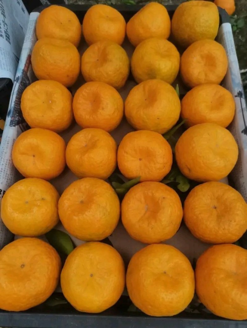 【芦柑】枝江芦柑优质碰柑大量上市个大皮薄肉厚欢迎咨询