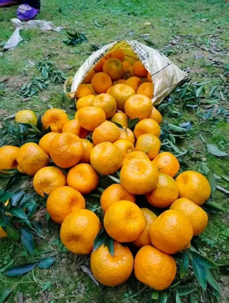 【芦柑】枝江芦柑优质碰柑大量上市个大皮薄肉厚欢迎咨询
