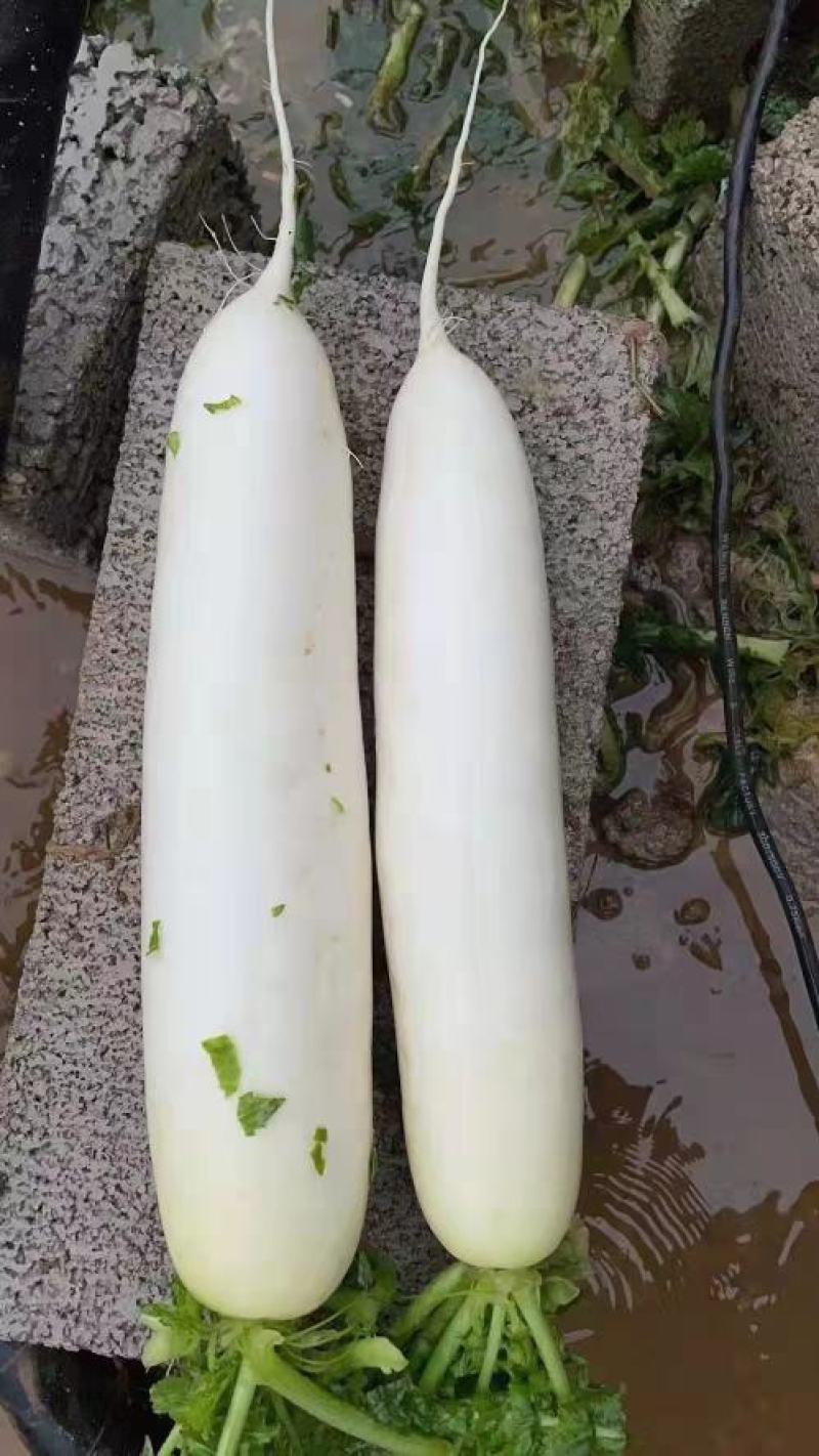 贵州精品白萝卜，大量供应