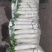 贵州精品白萝卜，大量供应