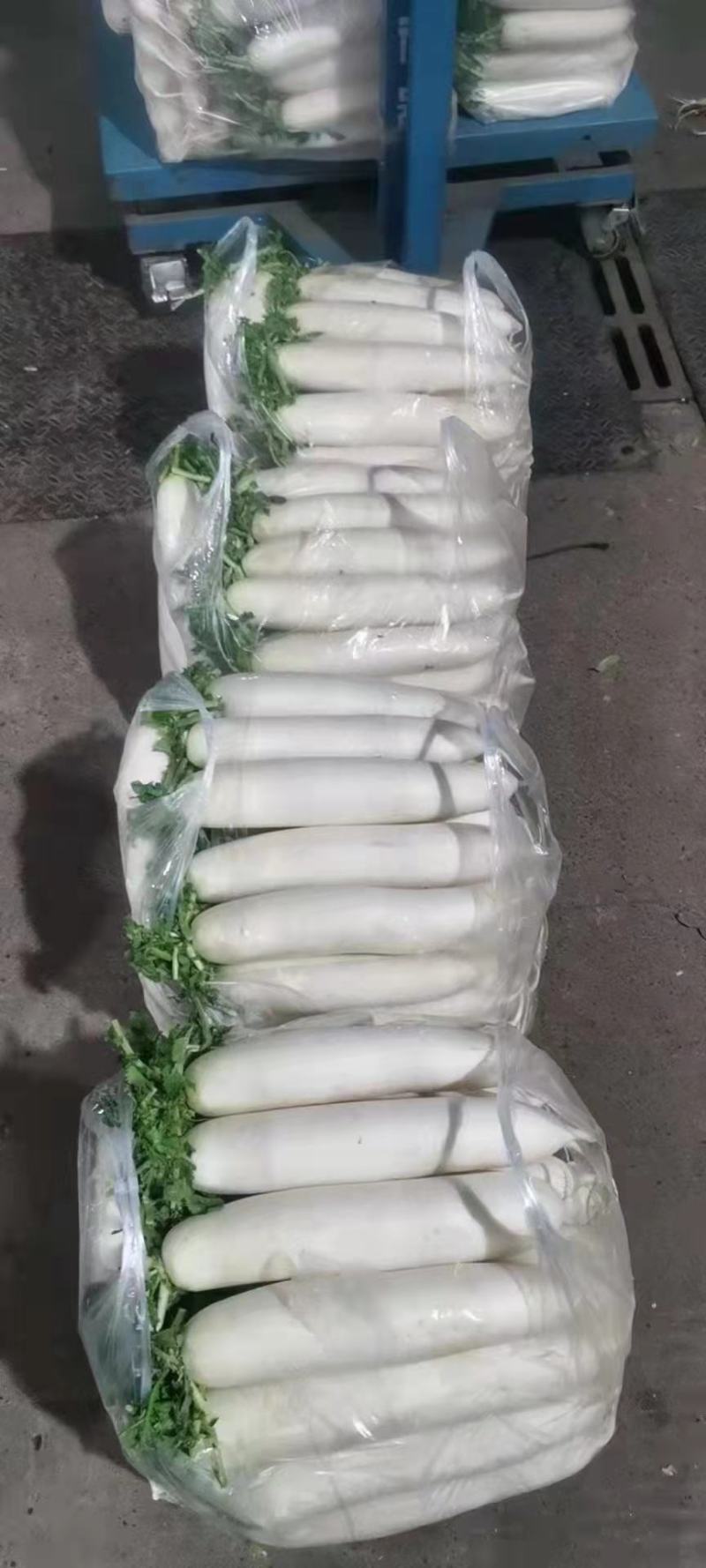 贵州精品白萝卜，大量供应