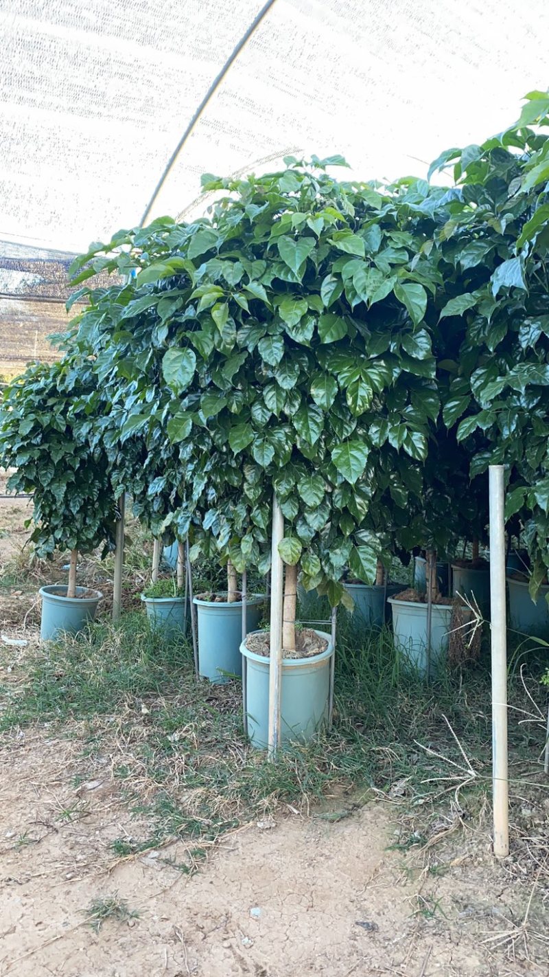 基地直销