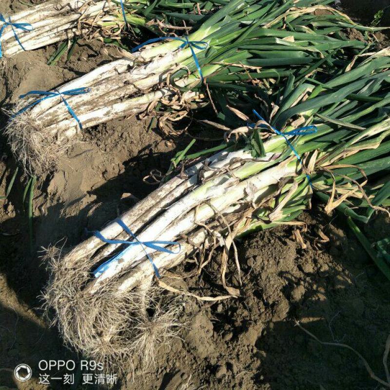 山东省安丘市凌河镇主产品质好的长白大葱。