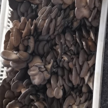 平菇榆黄菇红平菇菌棒广温平菇菌包，高温灭菌，液体菌种接种