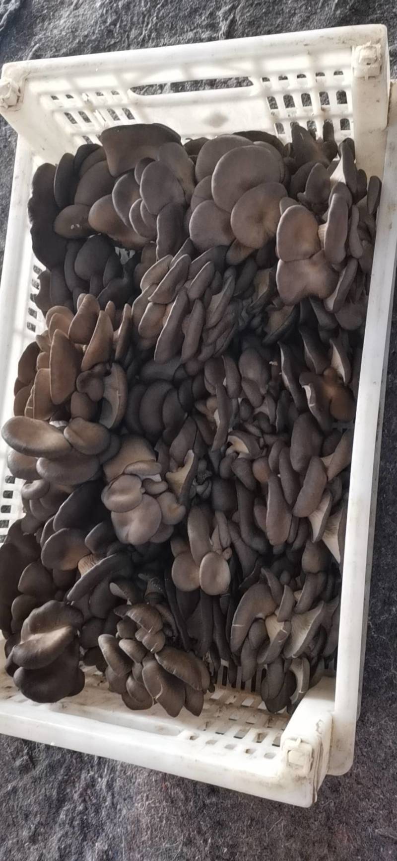 平菇榆黄菇红平菇菌棒广温平菇菌包，高温灭菌，液体菌种接种