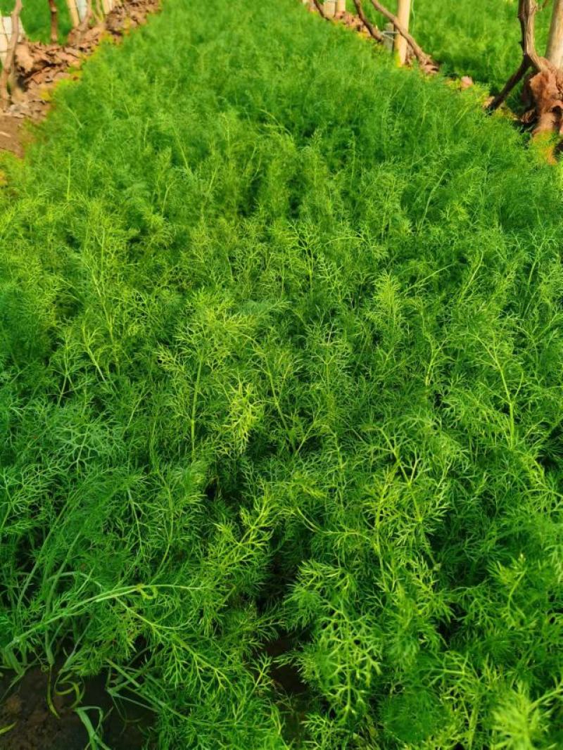 柏乡大棚茴香苗茴香苗大量上市现割保证新鲜支持代发
