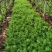 柏乡大棚茴香苗茴香苗大量上市现割保证新鲜支持代发