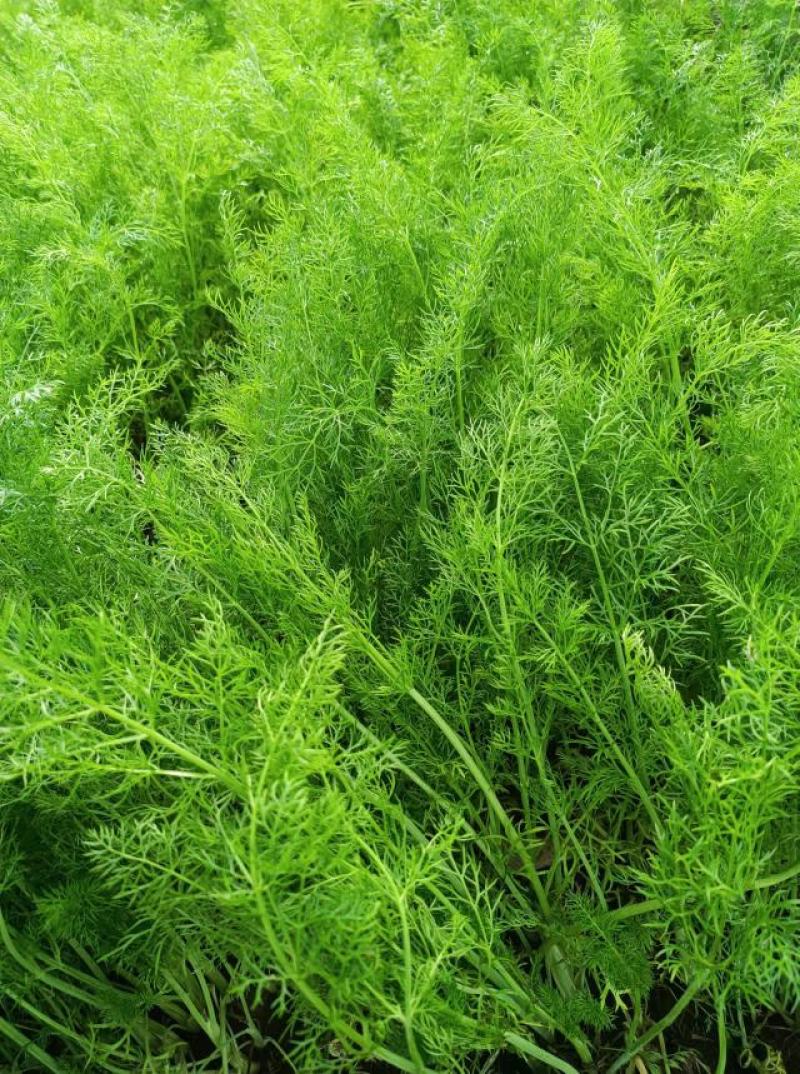 柏乡大棚茴香苗茴香苗大量上市现割保证新鲜支持代发