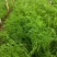 柏乡大棚茴香苗茴香苗大量上市现割保证新鲜支持代发