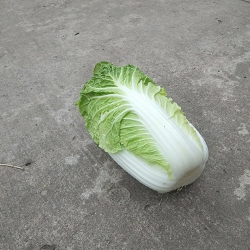 黄心大白菜