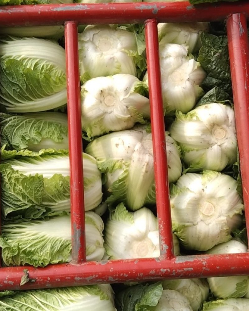 黄心大白菜