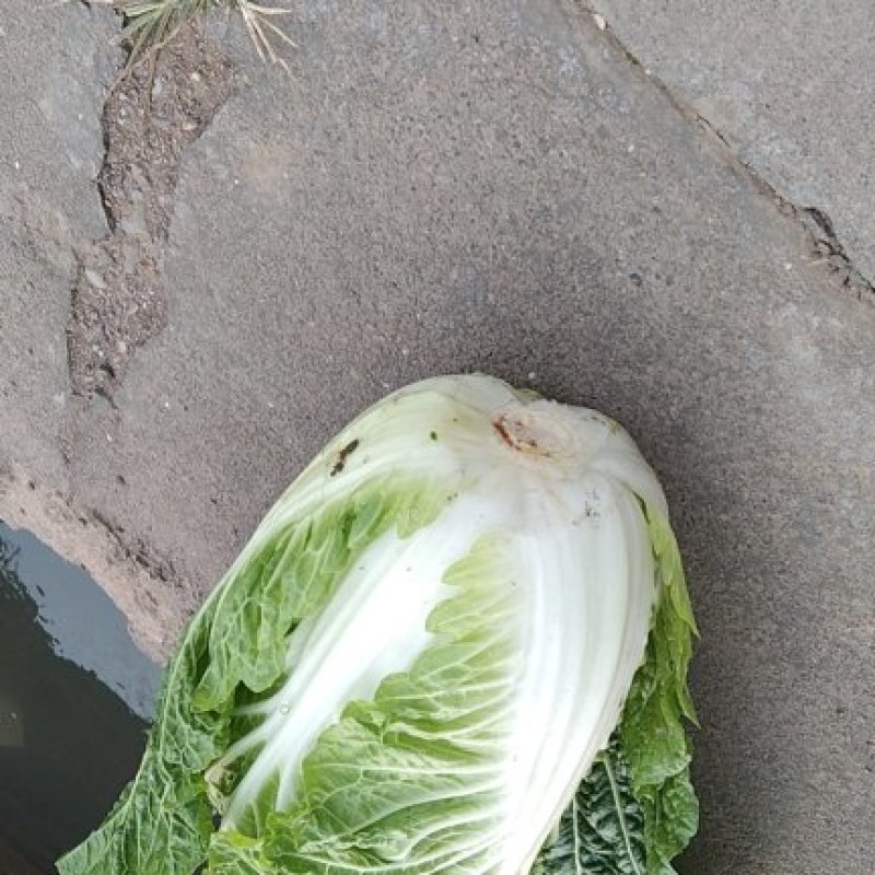 黄心大白菜