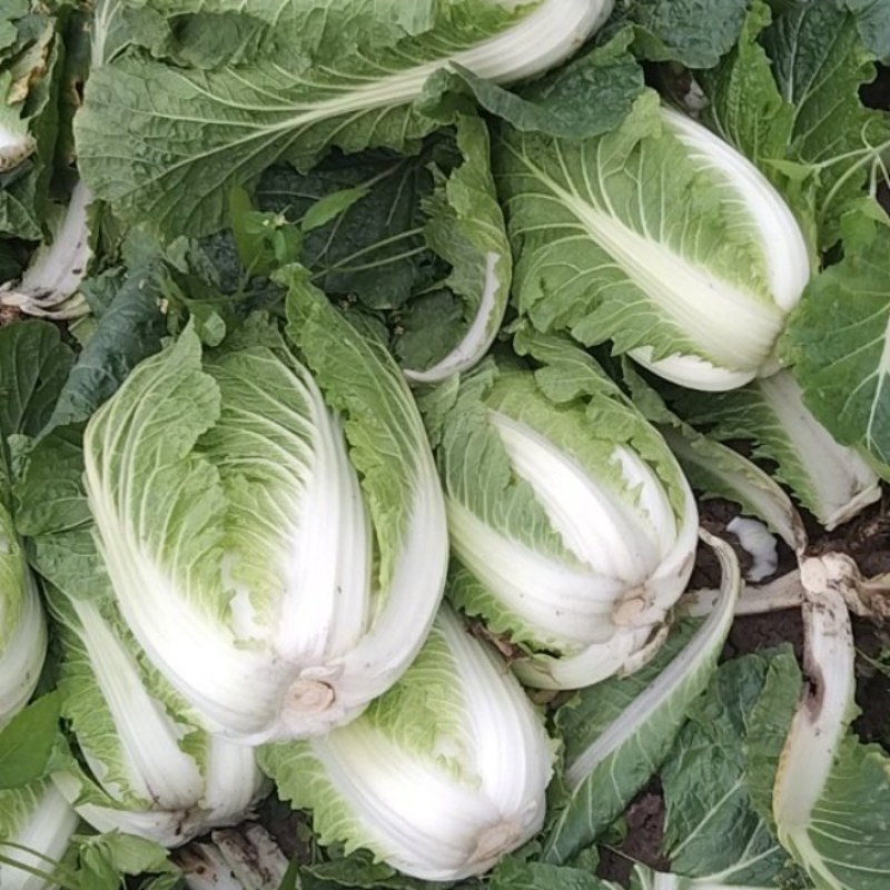 黄心大白菜