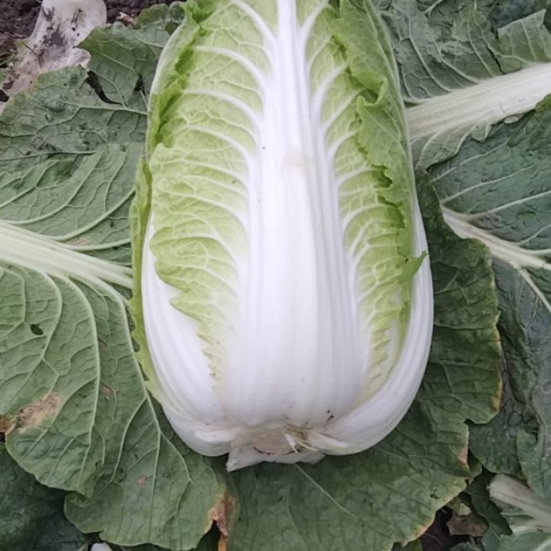 黄心大白菜