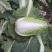 黄心大白菜