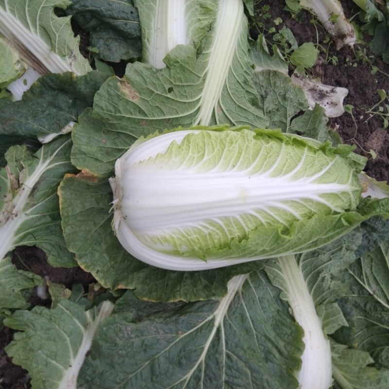 黄心大白菜