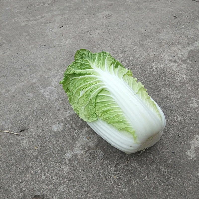 黄心大白菜