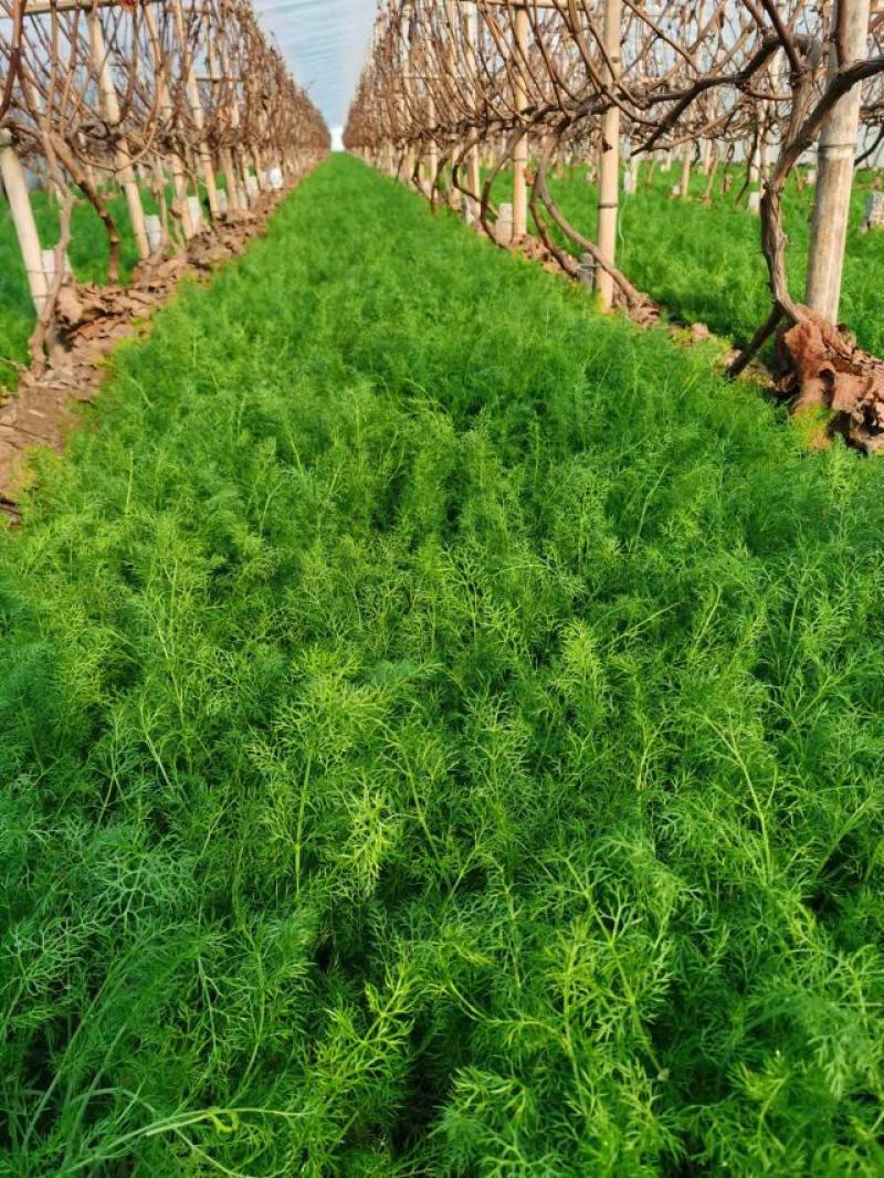 茴香苗柏乡县大棚茴香苗优质茴香苗现割现发