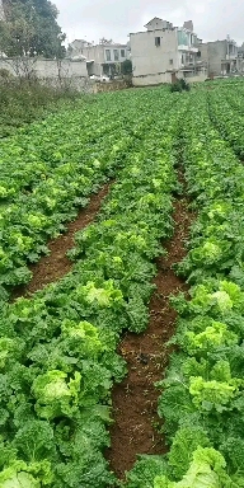 麻叶菜大量有货