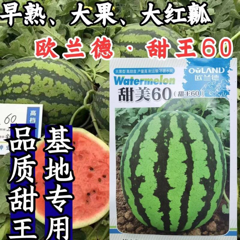 【早熟大果】甜王60西瓜种子耐低温大红瓤特甜耐运早春