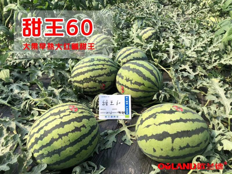【早熟大果】甜王60西瓜种子耐低温大红瓤特甜耐运早春