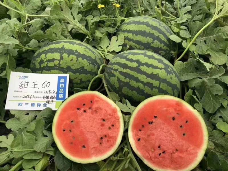 【早熟大果】甜王60西瓜种子耐低温大红瓤特甜耐运早春