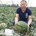 【早熟大果】甜王60西瓜种子耐低温大红瓤特甜耐运早春