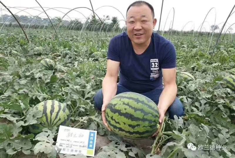 【早熟大果】甜王60西瓜种子耐低温大红瓤特甜耐运早春