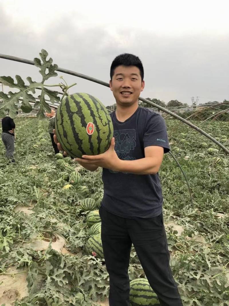 【早熟大果】甜王60西瓜种子耐低温大红瓤特甜耐运早春