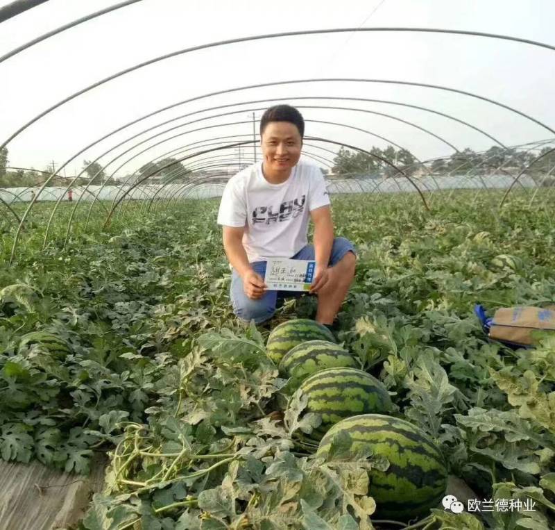 【早熟大果】甜王60西瓜种子耐低温大红瓤特甜耐运早春
