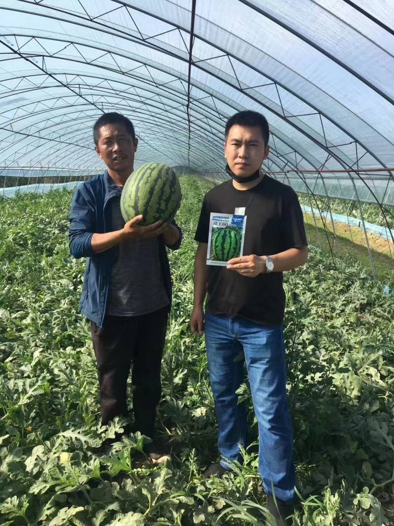 【早熟大果】甜王60西瓜种子耐低温大红瓤特甜耐运早春