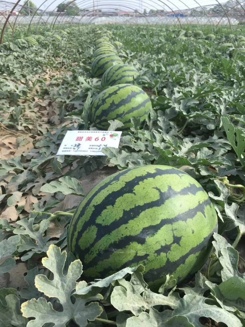 【早熟大果】甜王60西瓜种子耐低温大红瓤特甜耐运早春