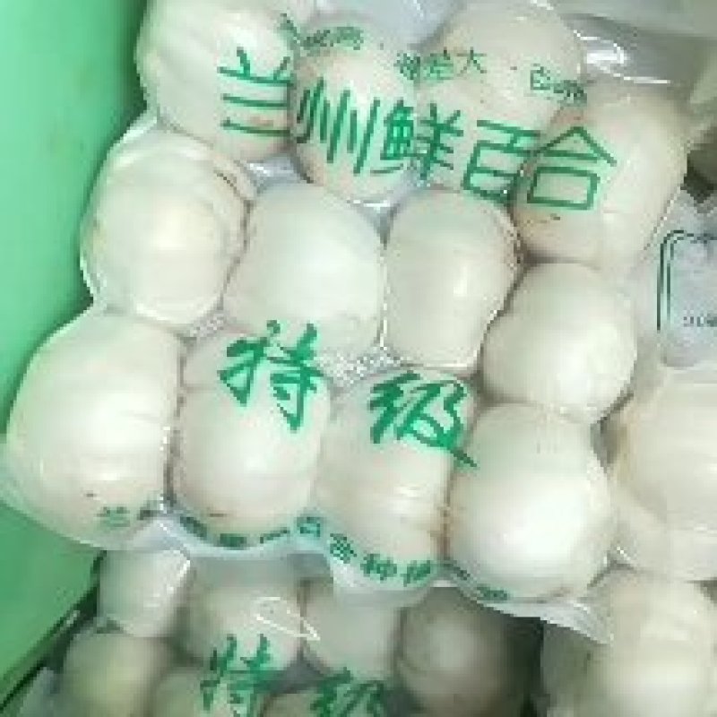 基地专业培育百合种球药食两用可观赏
