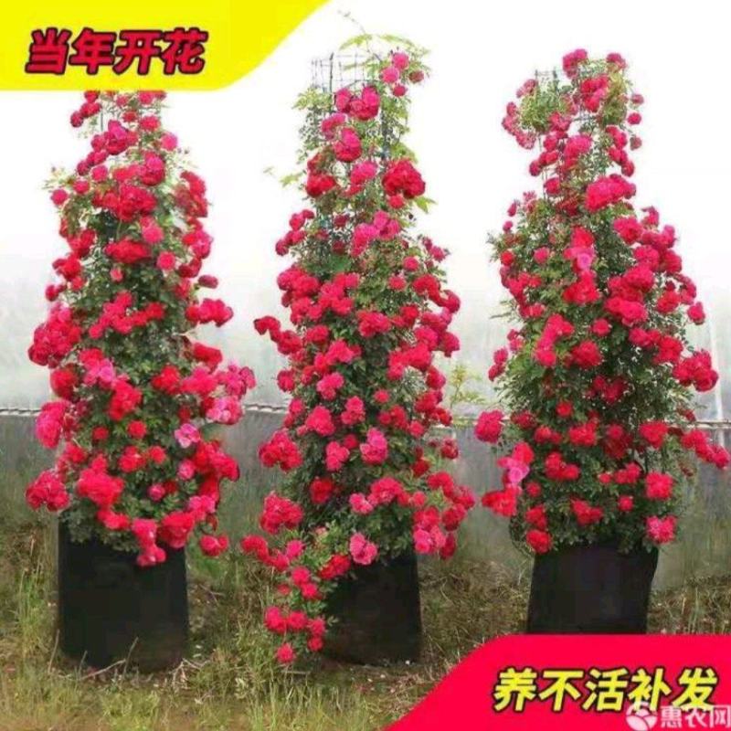 木香花苗正宗红木香四季红木香庭院爬藤花浓香型盆栽爬藤耐寒