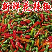 芜湖花辣椒，又名彩椒，产地直采，现大量上市中