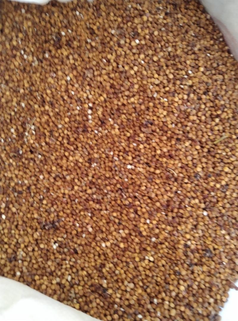 大量红高粱有货