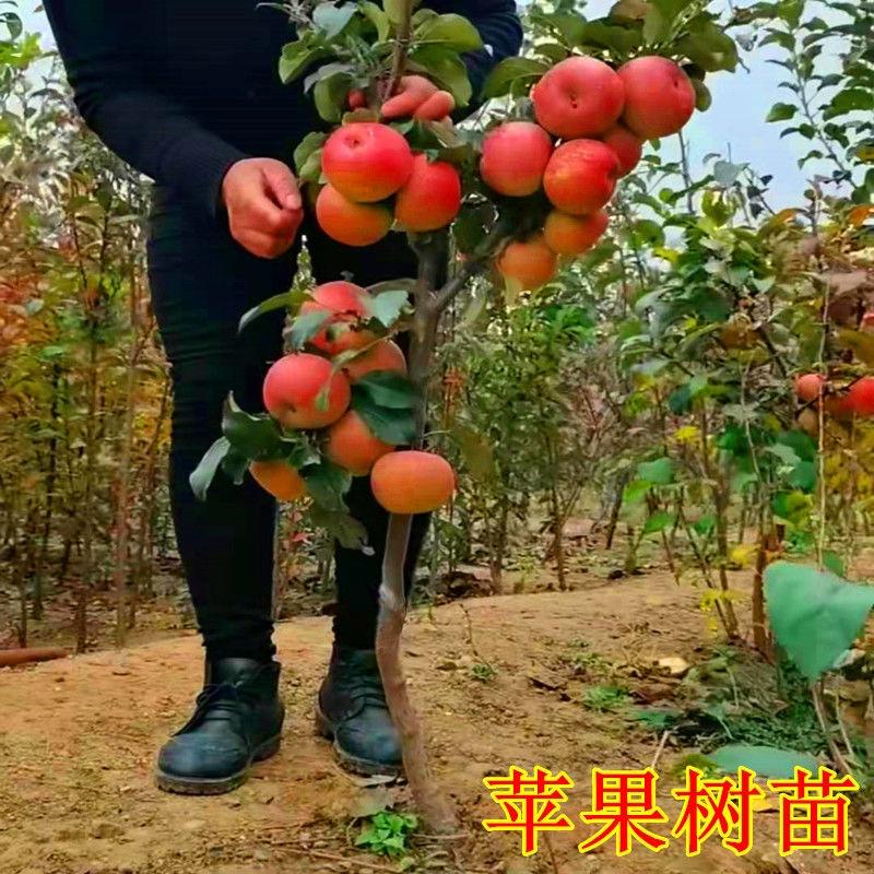 【新品种】苹果树苗晚熟红富士早熟苹果苗现挖现发保成活