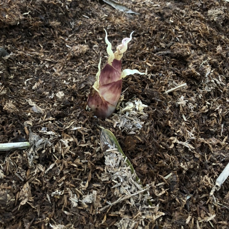 雷竹笋砻糠笋竹笋冬笋春笋蔬菜反季节蔬菜