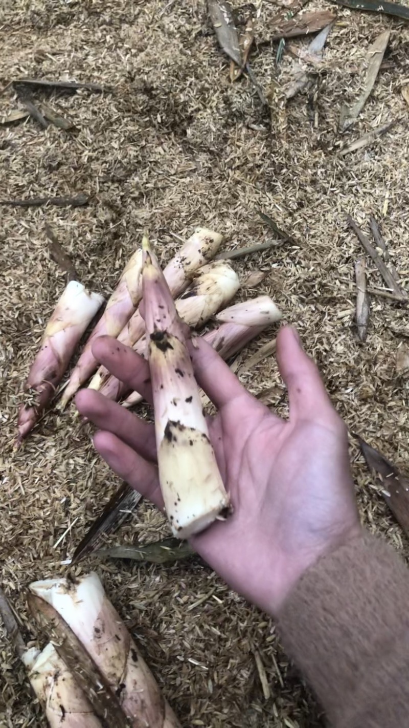 雷竹笋砻糠笋竹笋冬笋春笋蔬菜反季节蔬菜