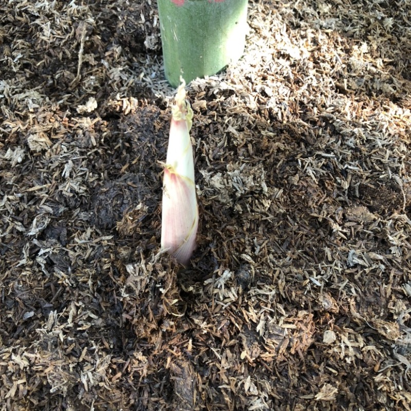 雷竹笋砻糠笋竹笋冬笋春笋蔬菜反季节蔬菜