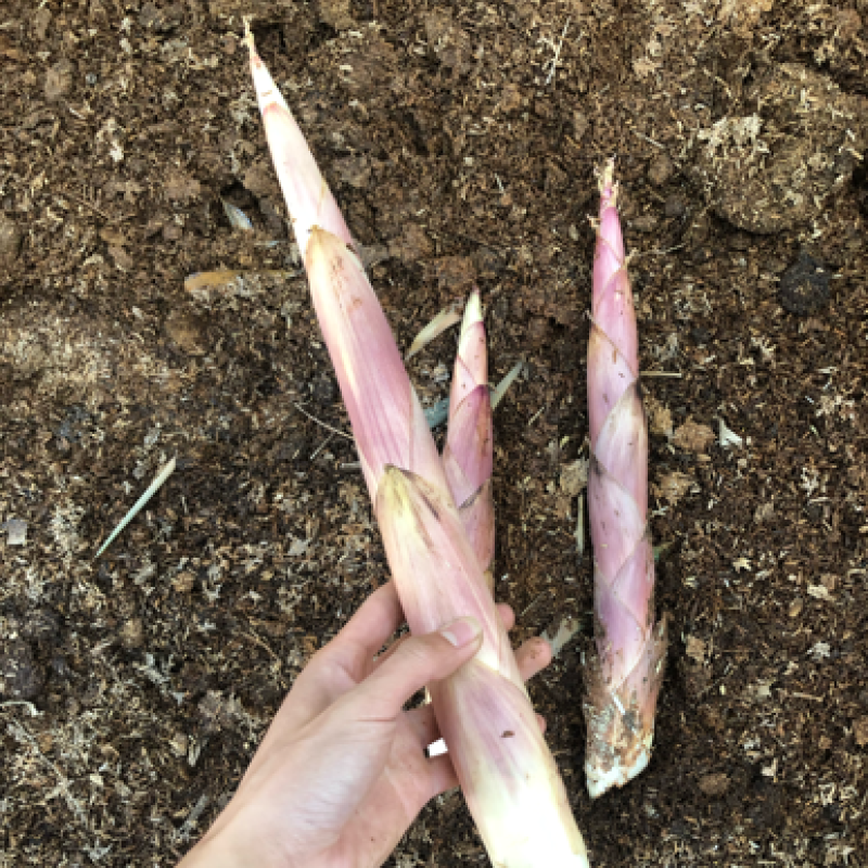 雷竹笋砻糠笋竹笋冬笋春笋蔬菜反季节蔬菜