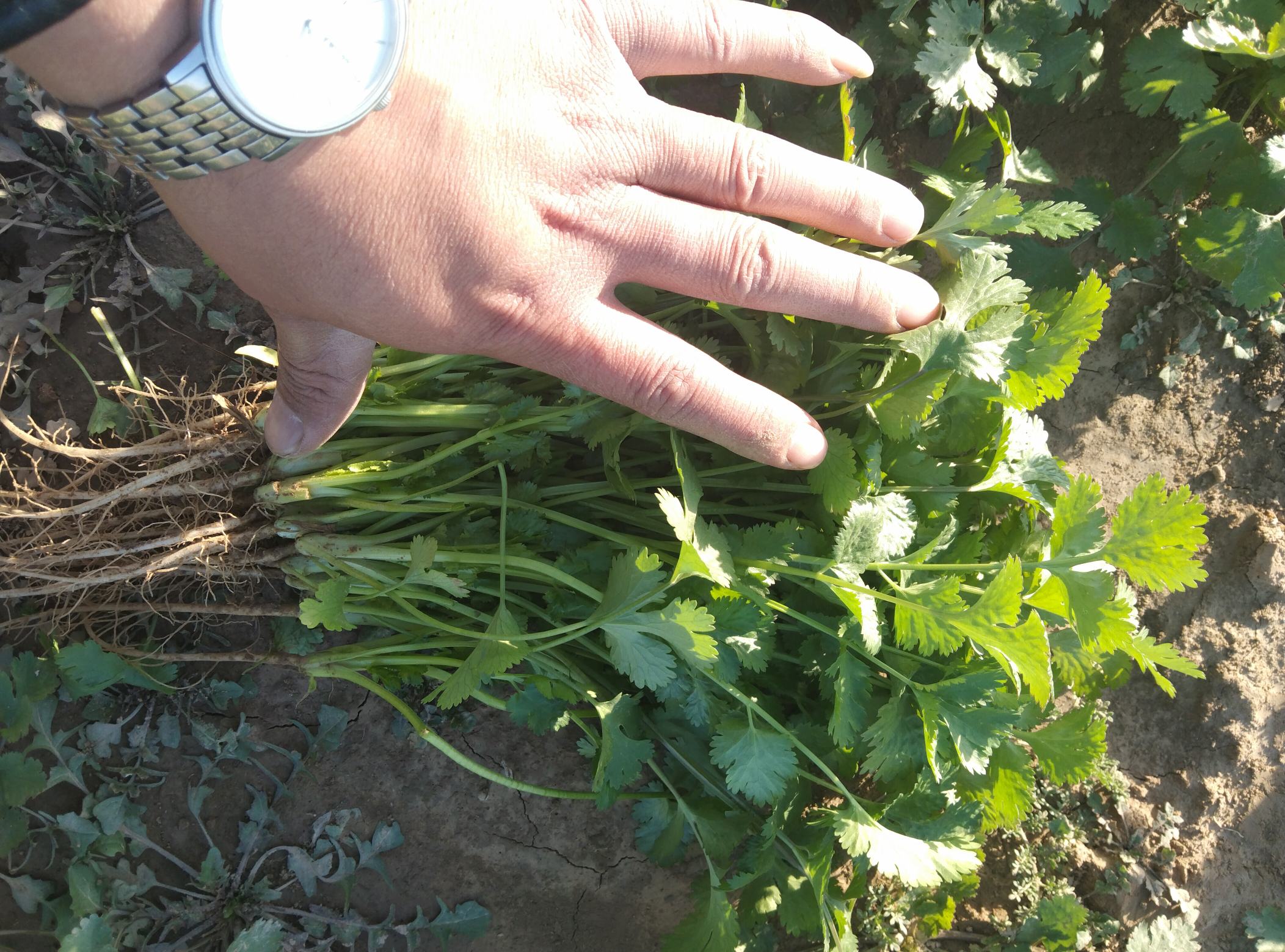 左侧为普通香菜,右侧为大叶香菜,两者的叶片大小差异明显,颜色均鲜绿,排列整齐 香菜与大叶香菜对比图