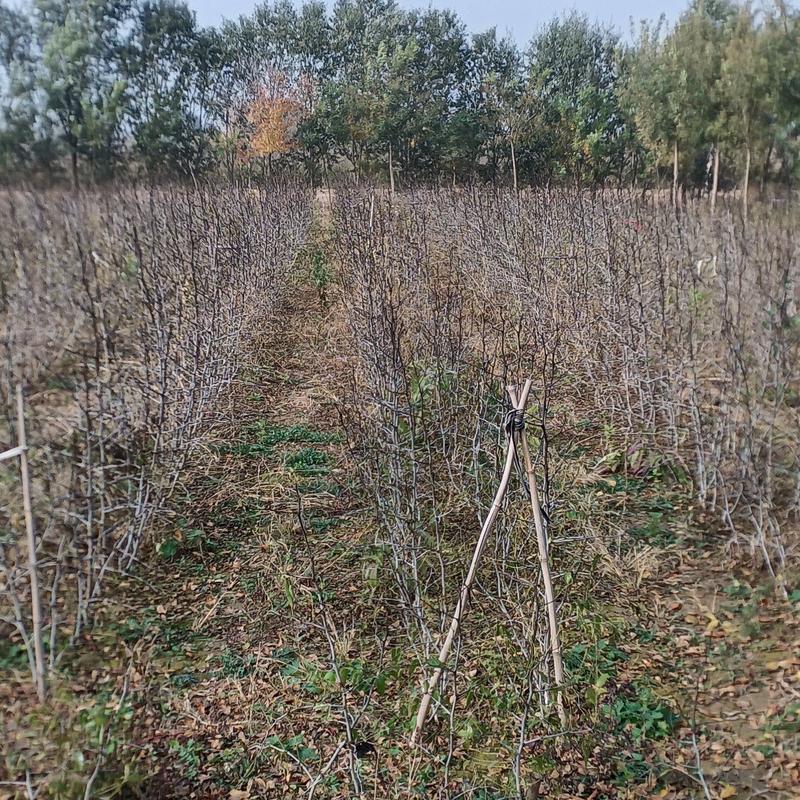 沾化冬枣树苗，产地直供，提供技术支持，现挖现发