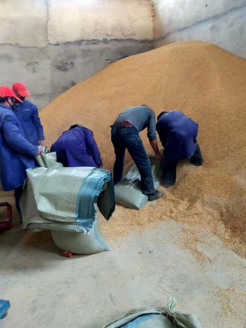 碎玉米玉饲料用玉米碎净粱玉米碎厂家直供常年有货