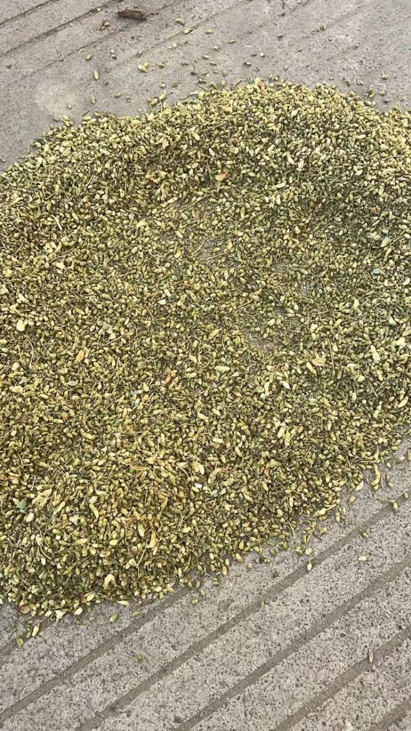 优质槐米，单季槐大量供应产地直供质量保证欢迎订购