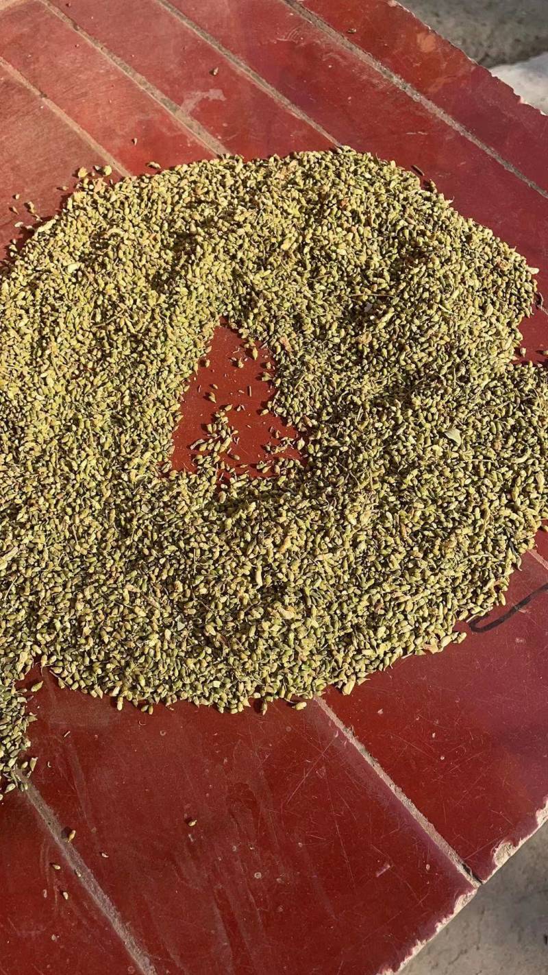 优质槐米，单季槐大量供应产地直供质量保证欢迎订购
