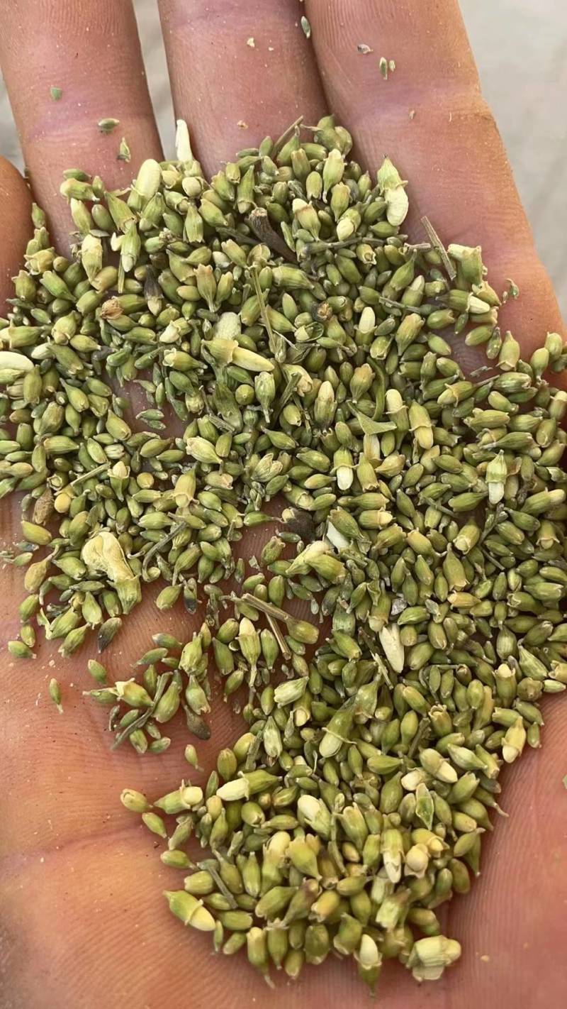 优质槐米，单季槐大量供应产地直供质量保证欢迎订购